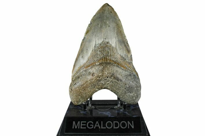 Large, Fossil Megalodon Tooth - North Carolina #370207